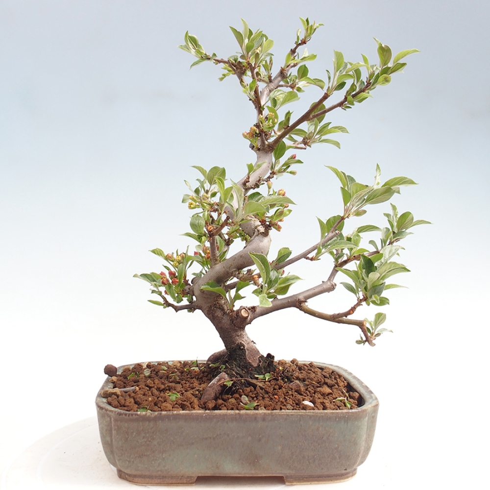 Outdoor bonsai - Malus sargentii - Small-fruited apple tree