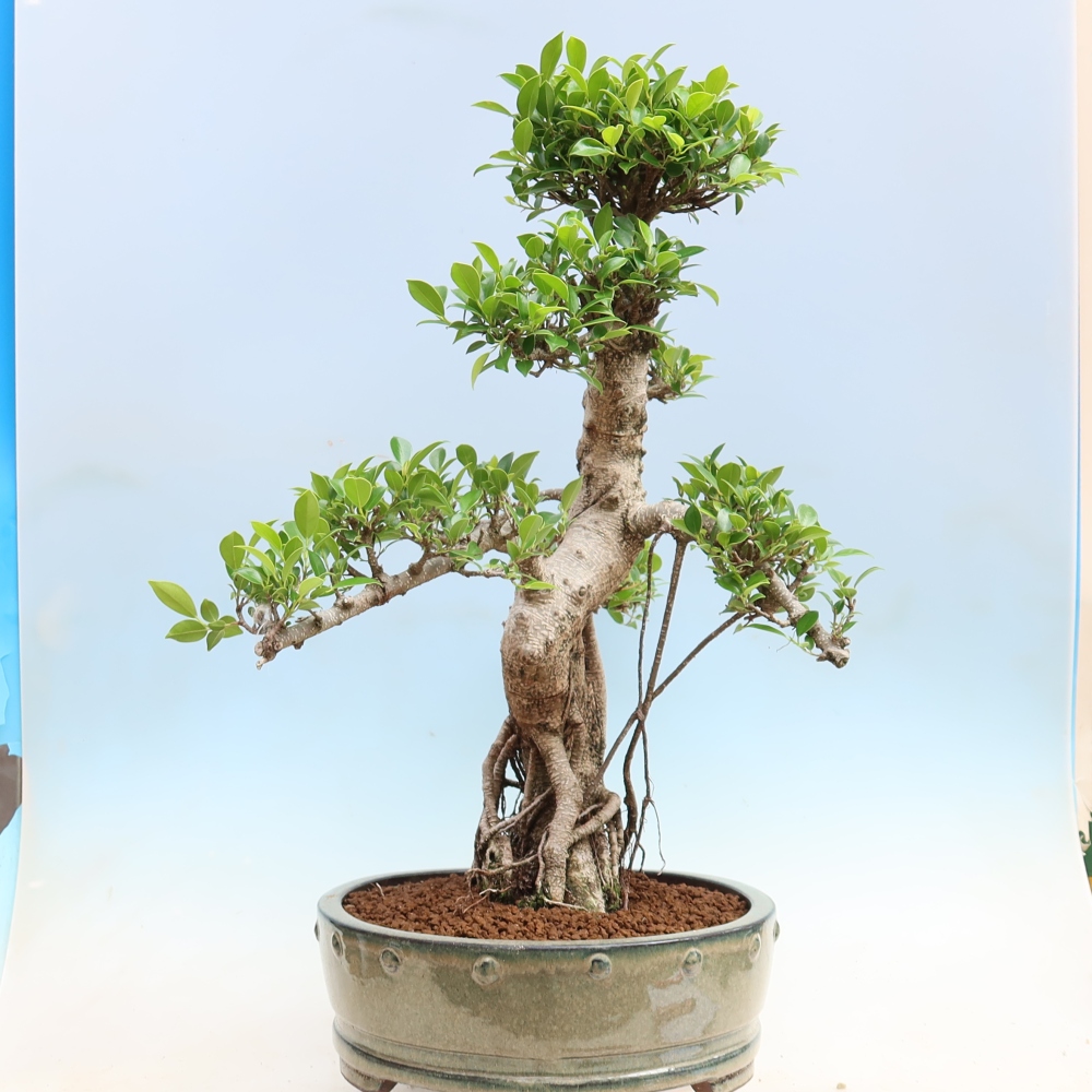 Room bonsai - Ficus kimmen - small-leaved ficus