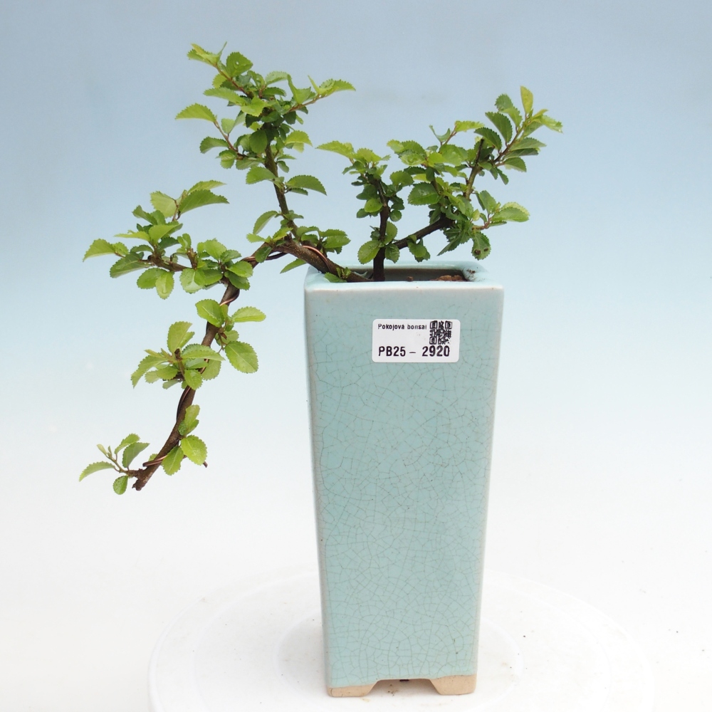 Indoor bonsai - Grewia occidentalis - Lavender star