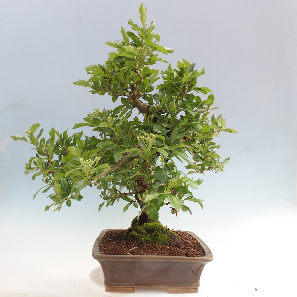 Outdoor bonsai - Hawthorn - Crataegus cuneata