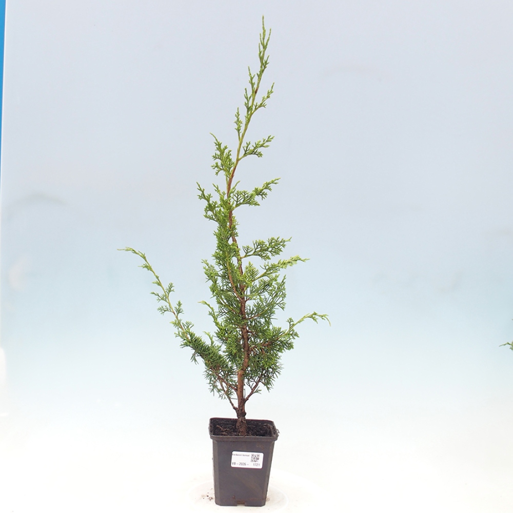 Outdoor bonsai - Juniperus chinensis Itoigawa