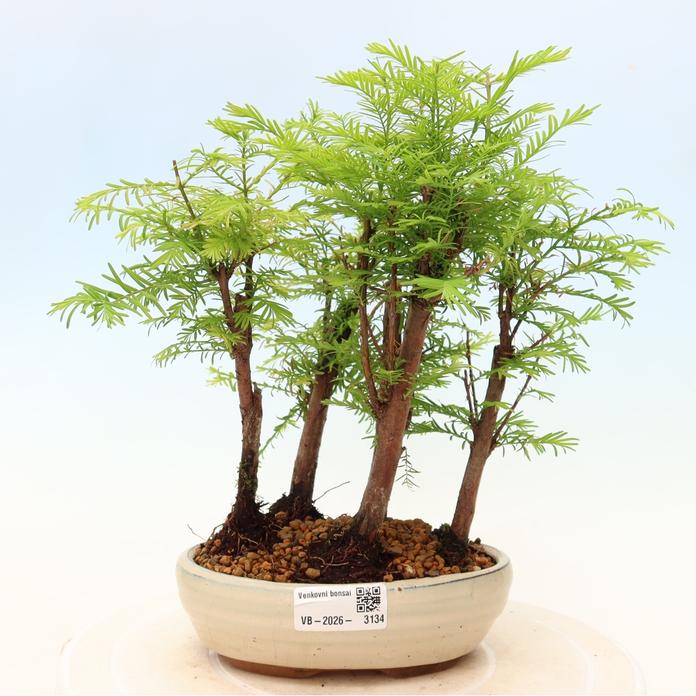 Outdoor Bonsai - Metasequoia glyptostroboides - Chinese Metasequoia - Grove