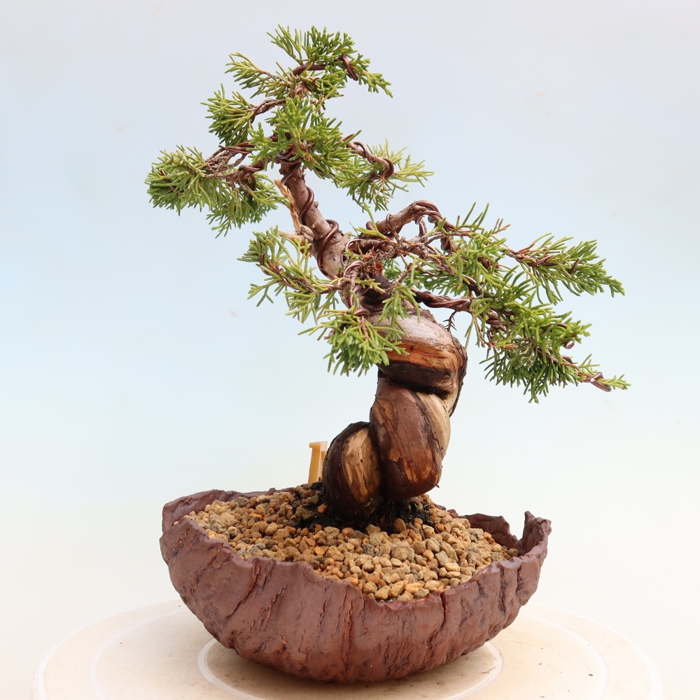 Outdoor Bonsai - Juniperus chinensis Itoigawa - Chinese Juniper