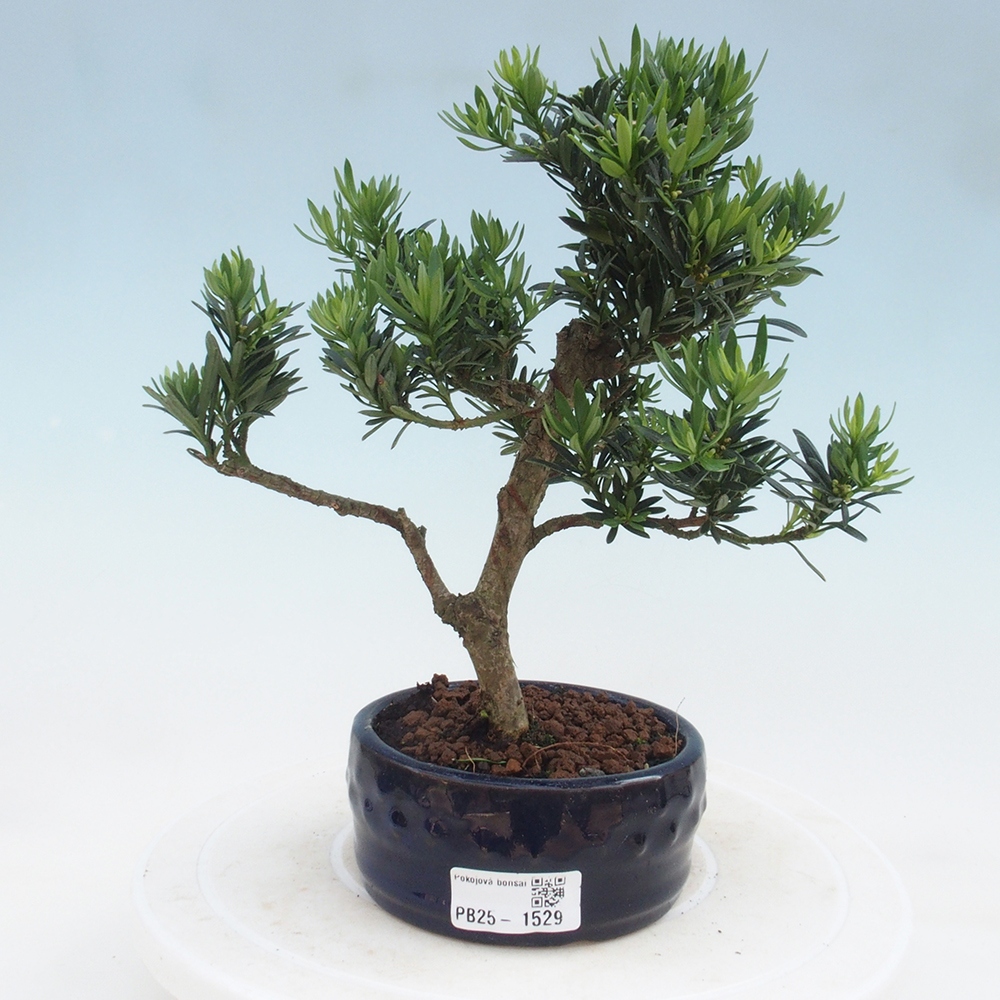 Indoor bonsai - Podocarpus - Stone thous