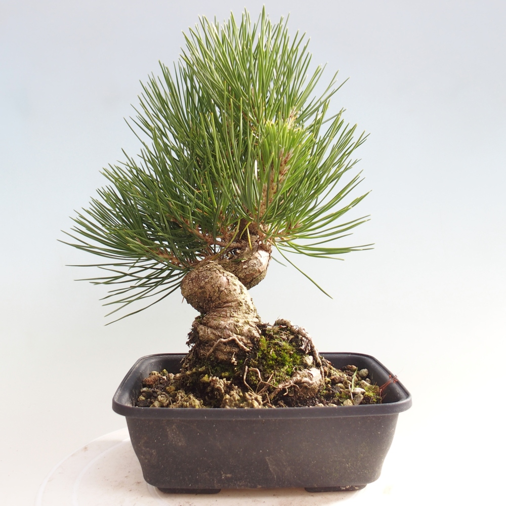 Outdoor bonsai - Pinus thunbergii - Thunberg pine