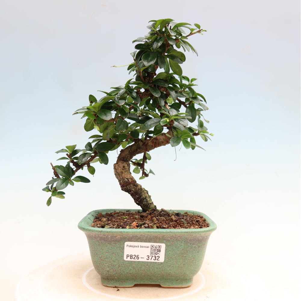 Room bonsai - Carmona macrophylla - Tea fuki
