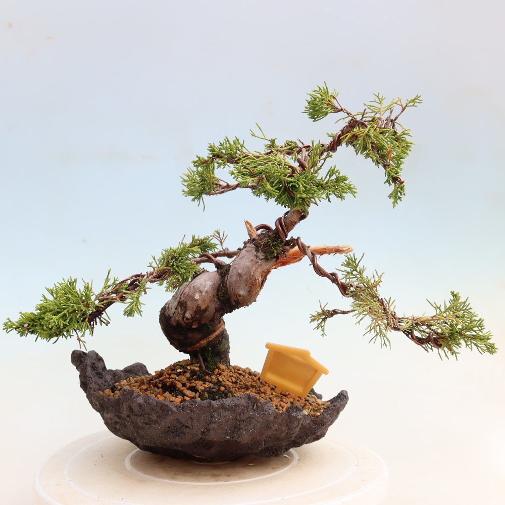 Outdoor Bonsai - Juniperus chinensis Itoigawa - Chinese Juniper