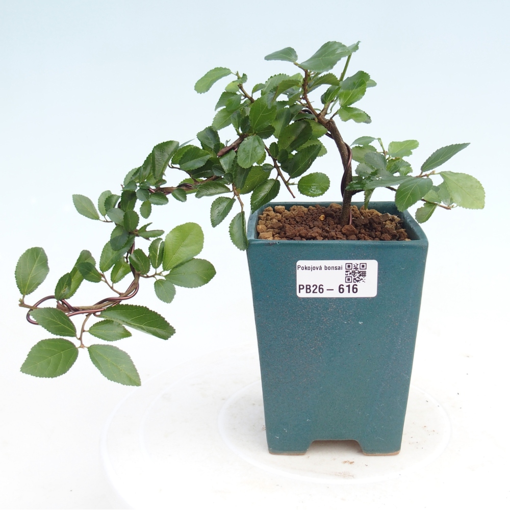 Indoor bonsai - Grewia occidentalis - Lavender Starfish