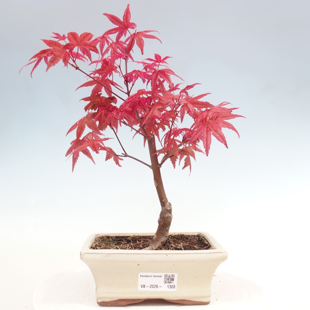 Outdoor bonsai - Acer palmatum DESHOJO