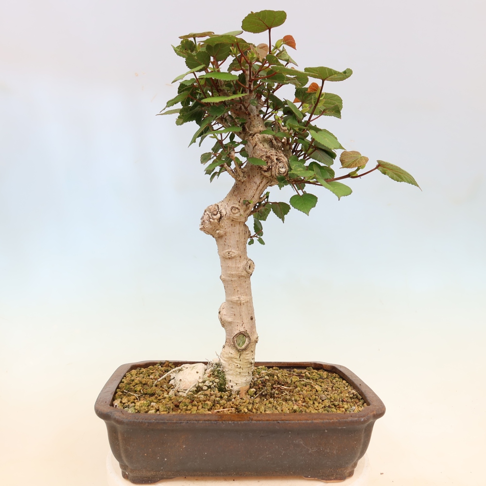 Indoor bonsai - Hibiscus tiliaceus - Sea Hibiscus