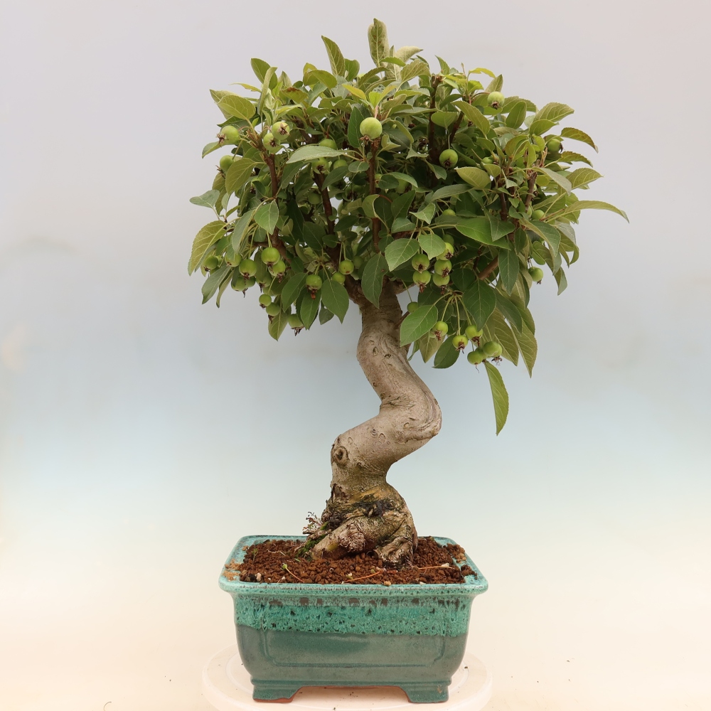 Outdoor bonsai -Malus halliana - Small-fruited apple tree