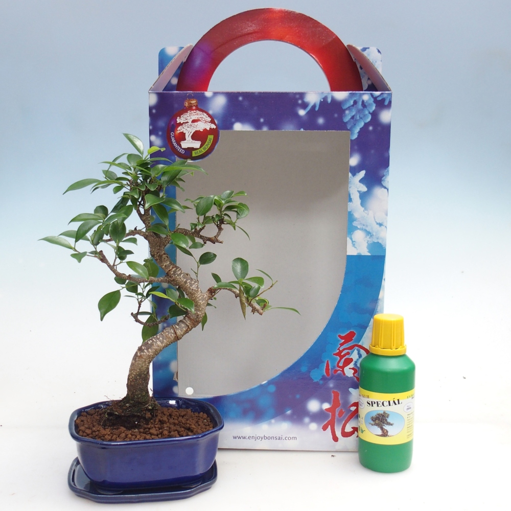 Room bonsai in gift box Ficus retusa - Small-leaved ficus