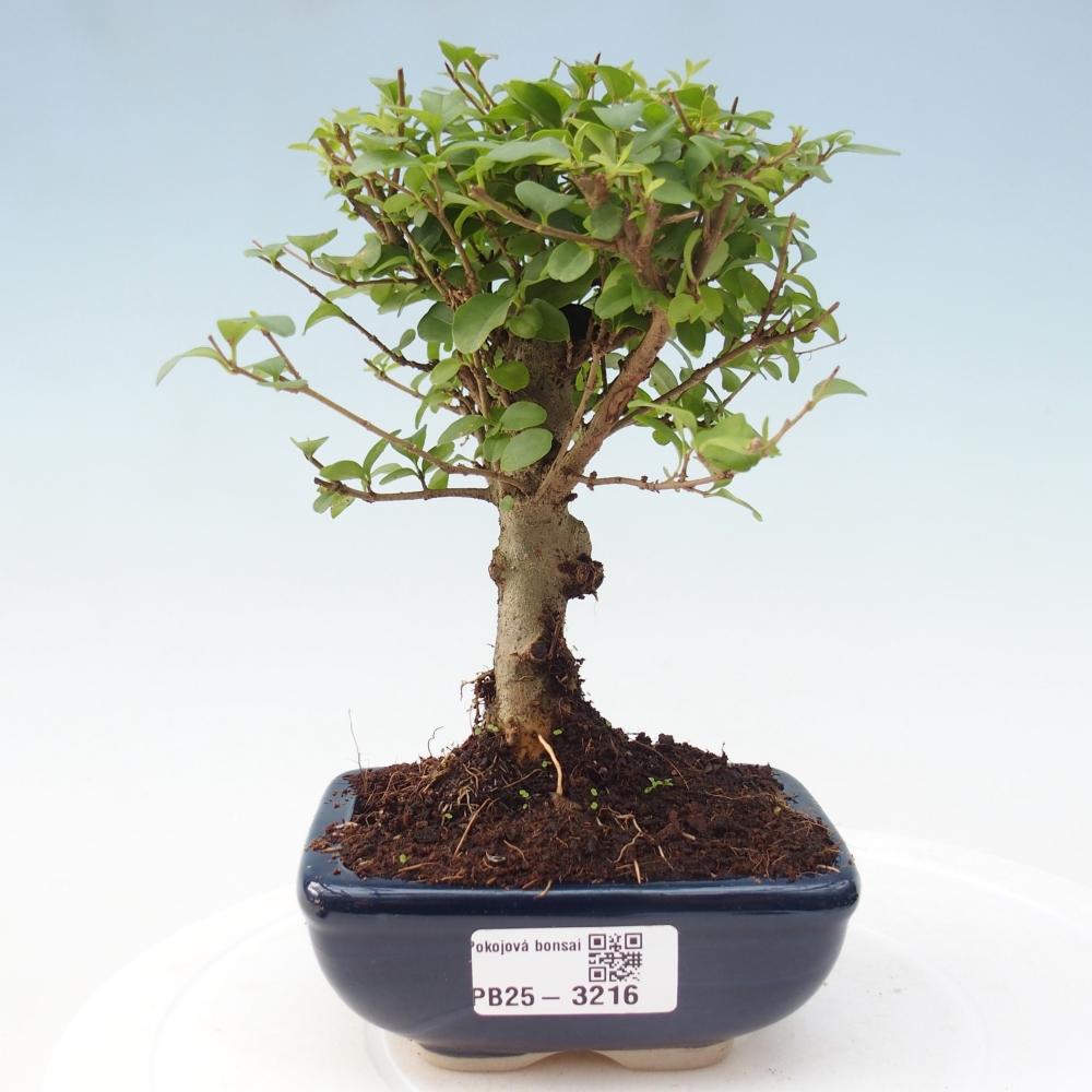 Room bonsai -Ligustrum chinensis - Birds Beak