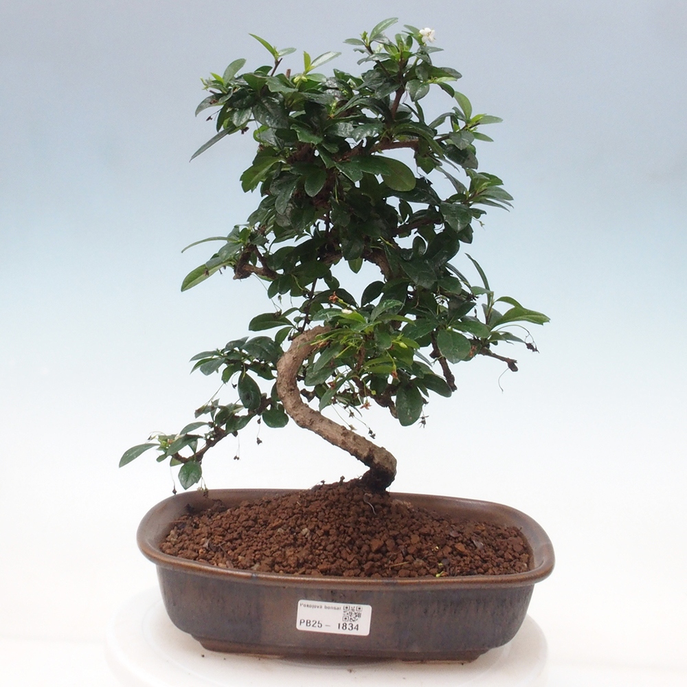 Room bonsai - Carmona macrophylla - Tea fuki