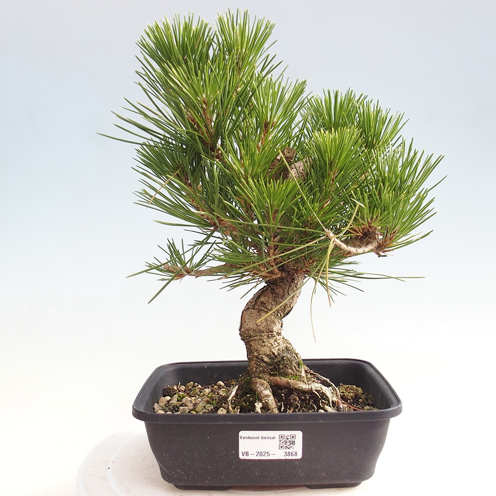 Outdoor bonsai - Pinus thunbergii - Thunberg pine