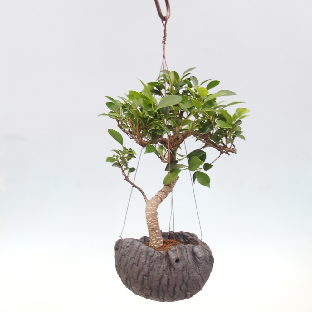Kokedama in ceramics - small-leaved ficus - Ficus kimmen