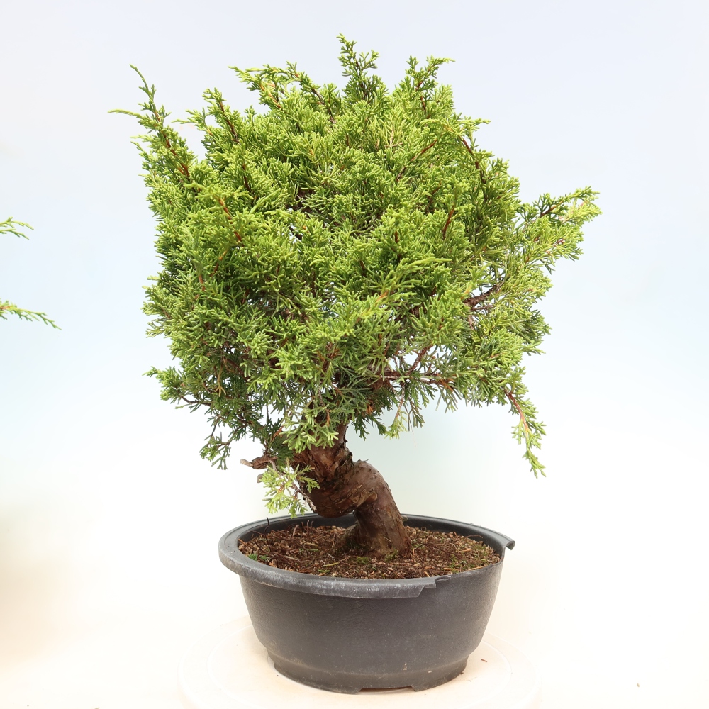 Outdoor Bonsai - Juniperus chinensis Itoigawa - Chinese Juniper
