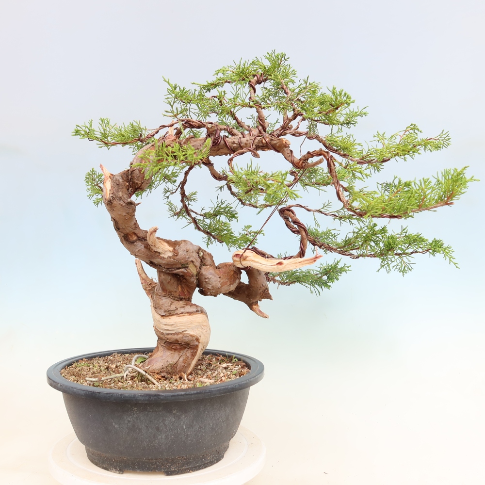 Outdoor Bonsai - Juniperus chinensis Itoigawa - Chinese Juniper