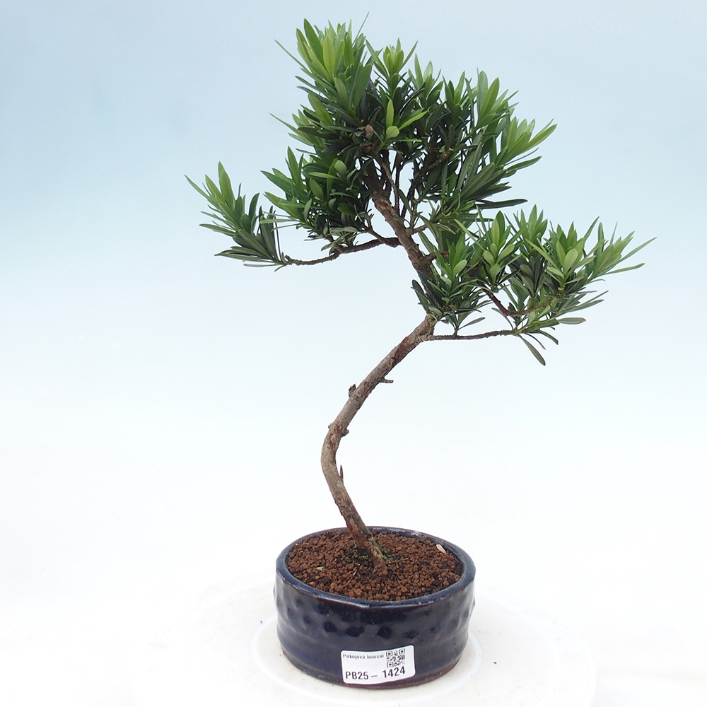 Indoor bonsai - Podocarpus - Stone thous
