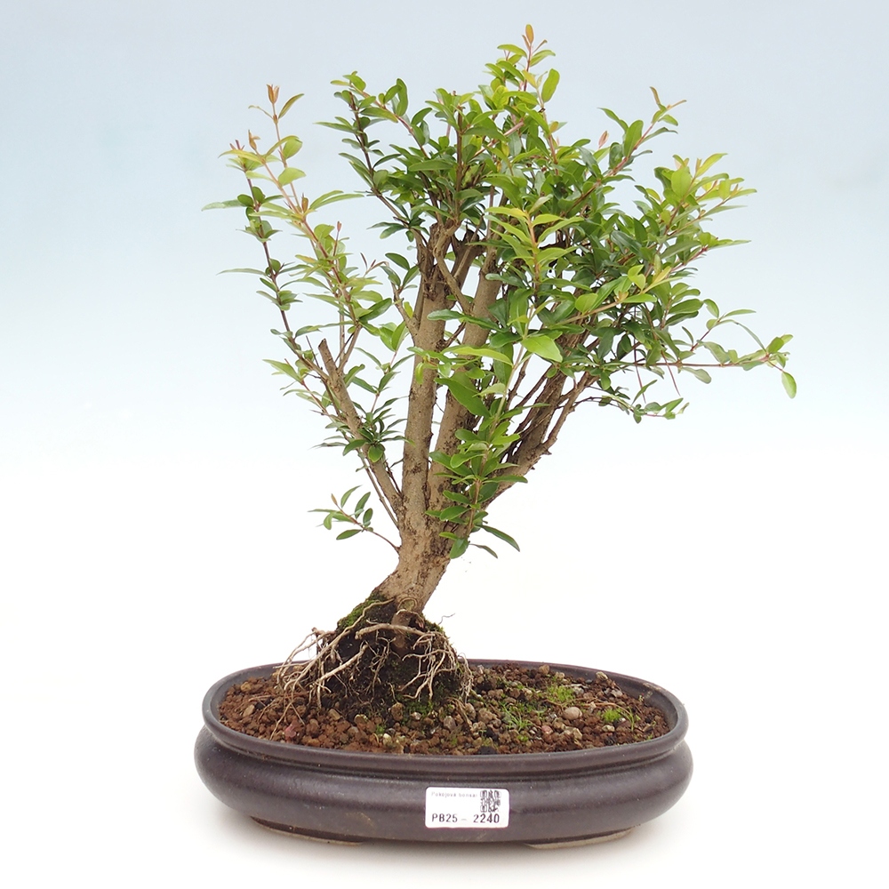 Room bonsai-PUNICA granatum nana-Pomegranate