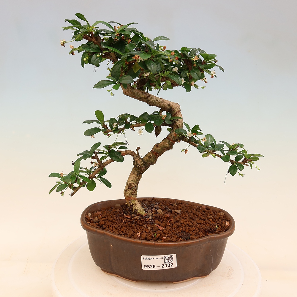 Room bonsai - Carmona macrophylla - Tea fuki