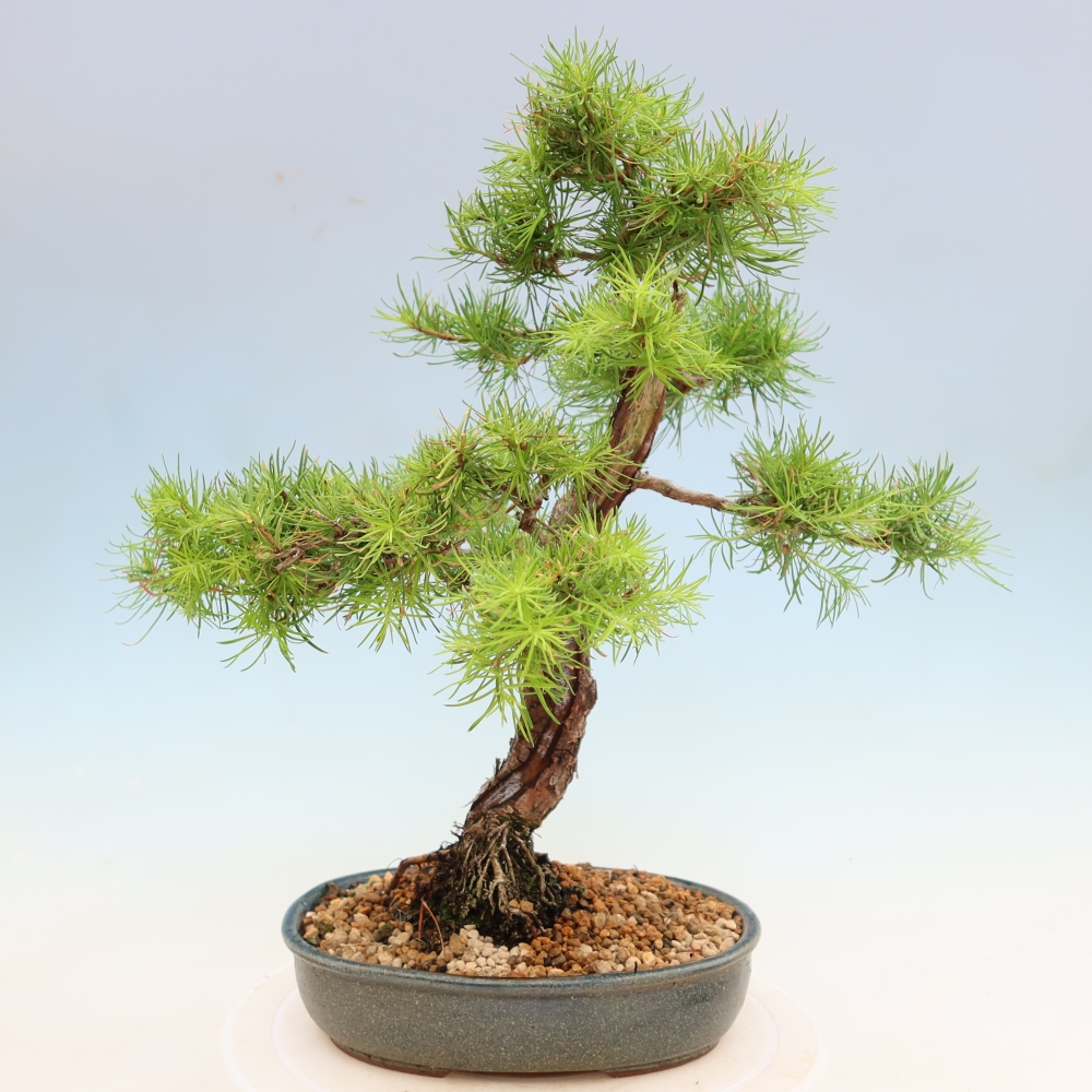 Outdoor bonsai -Larix decidua - Larch
