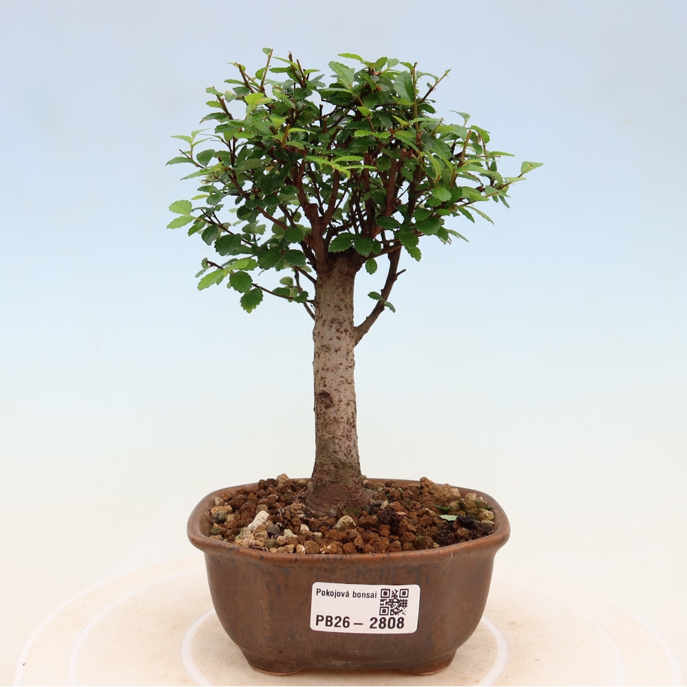 Room bonsai - Ulmus parvifolia - Small-leaved elm