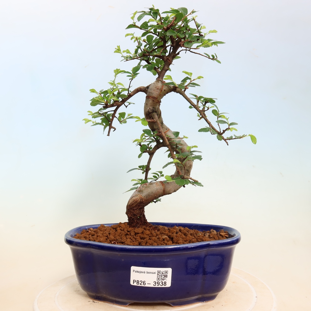 Room bonsai - Ulmus parvifolia - Small-leaved elm