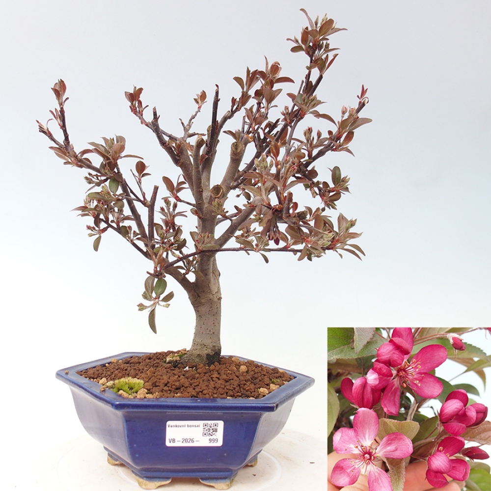 Outdoor bonsai -Malus domestica - Small-fruited red-leaved apple tree