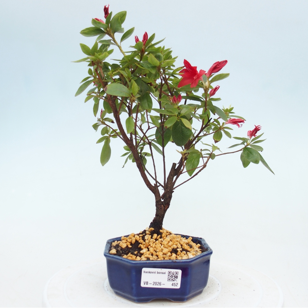 Outdoor bonsai - Japanese azalea - Azalea sp.