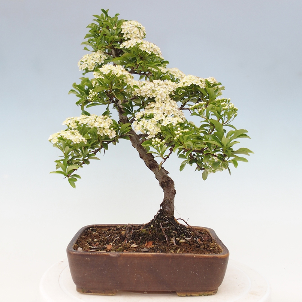 Outdoor Bonsai-Pyracanta Teton -Bakery