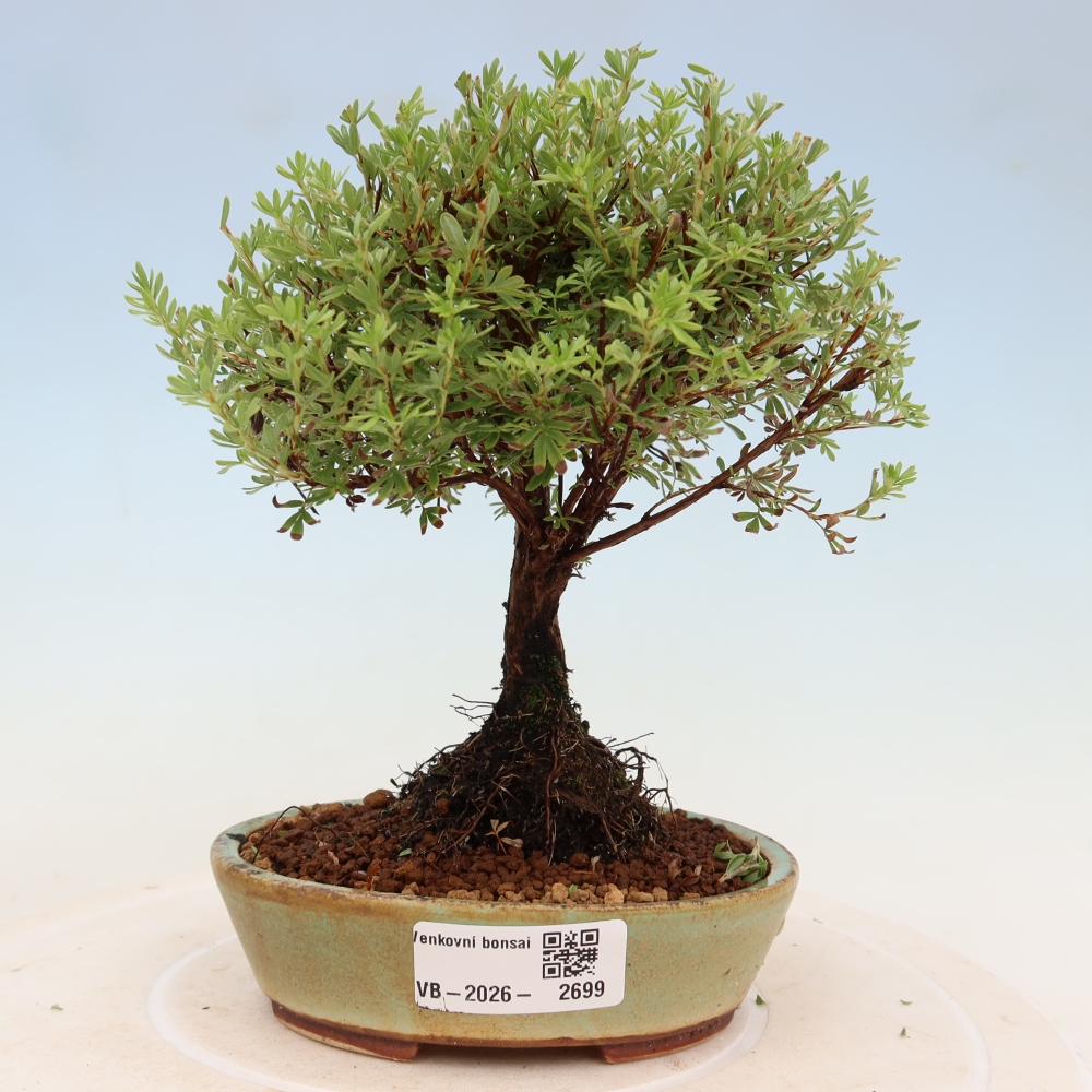 Outdoor Bonsai—Shrubby Cinquefoil (Potentilla fruticosa) 'Goldkissen'