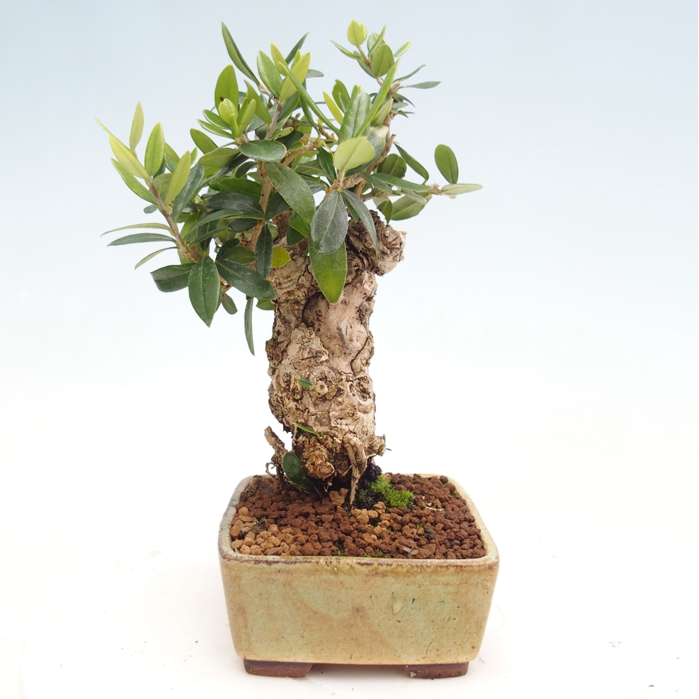 Indoor bonsai - Olea europaea sylvestris - European small-leaved olive oil