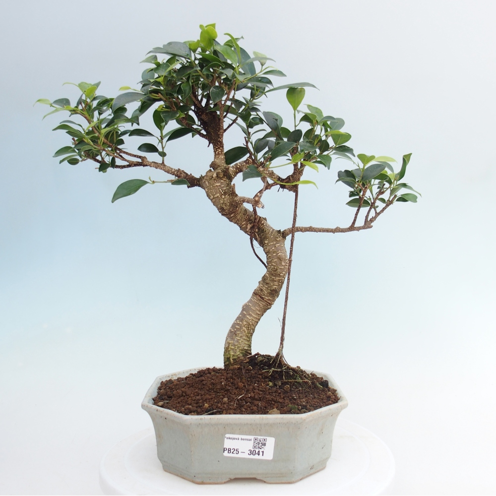Indoor bonsai - Ficus retusa - small ficus