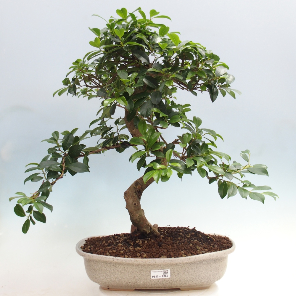 Room bonsai - Australian cherry - Eugenia uniflora - PERSONAL COLLECTION ONLY or pallet transport