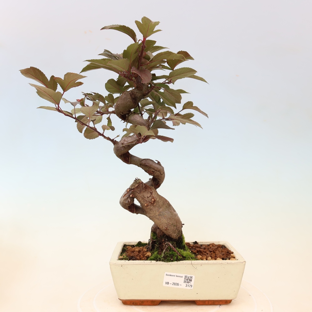 Outdoor bonsai -Malus domestica - Small-fruited red-leaved apple tree