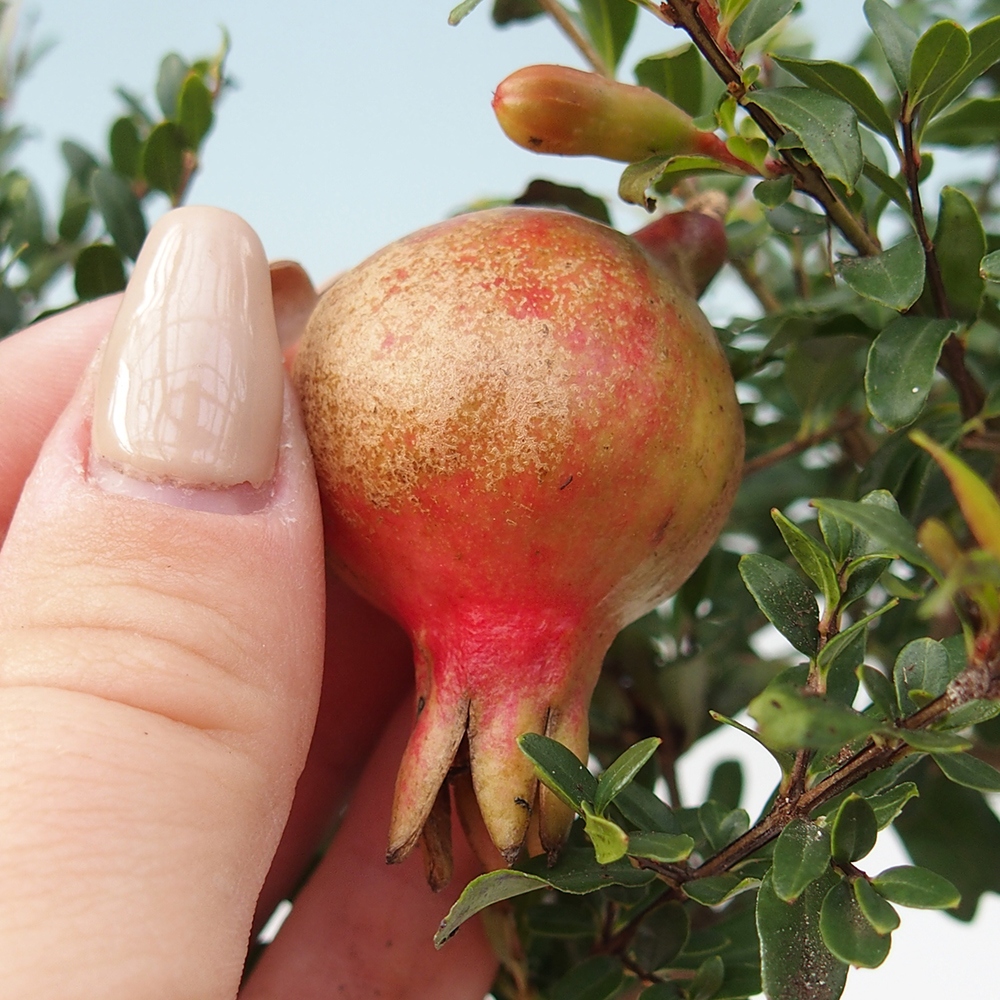 Room bonsai-PUNICA granatum nana-Granate apple