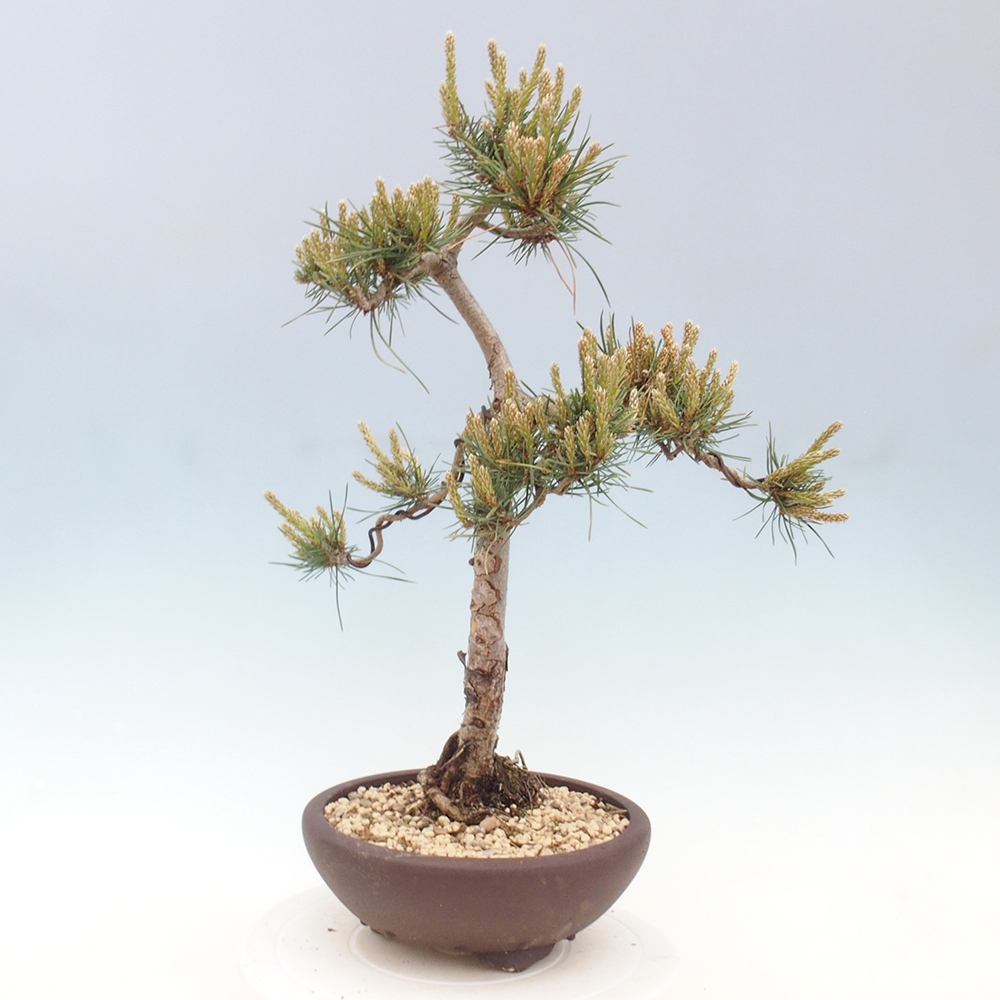 Outdoor bonsai - Pinus Sylvestris - Scots pine