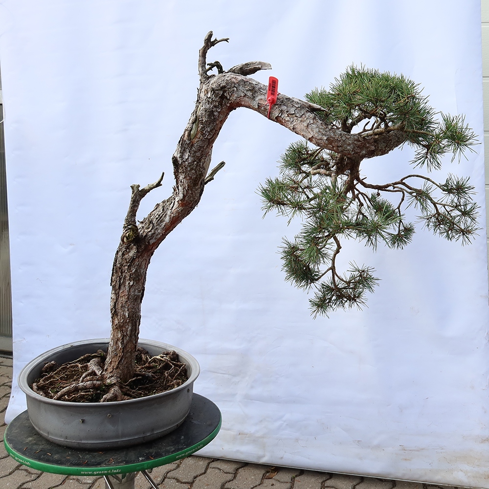 Pinus sylvestris Spain - Scots pine