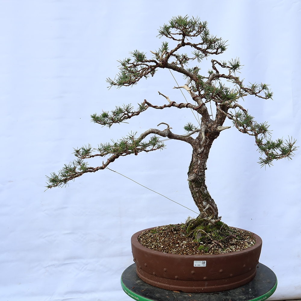 Pinus sylvestris Spain - Scots pine