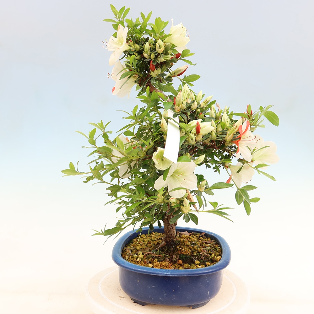 Outdoor bonsai - Japanese azalea - Azalea Asahi-no-izumi
