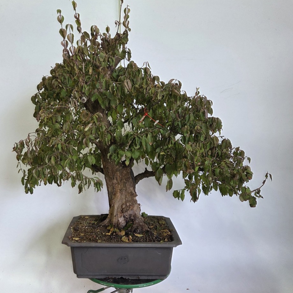 Outdoor bonsai Dogwood - Cornus Mas