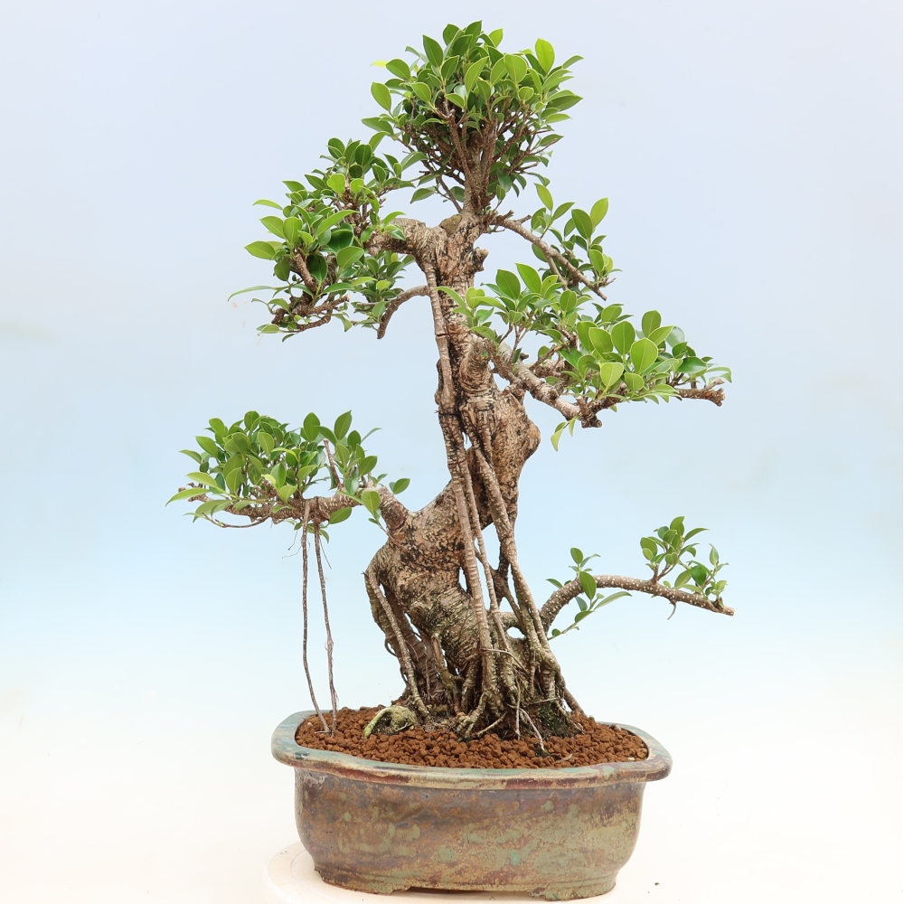 Room bonsai - Ficus kimmen - small-leaved ficus