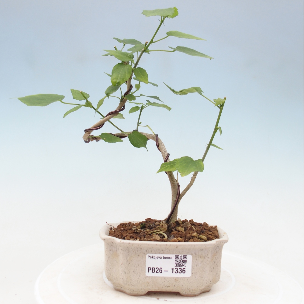 Indoor bonsai - Malvaviscus arboreus