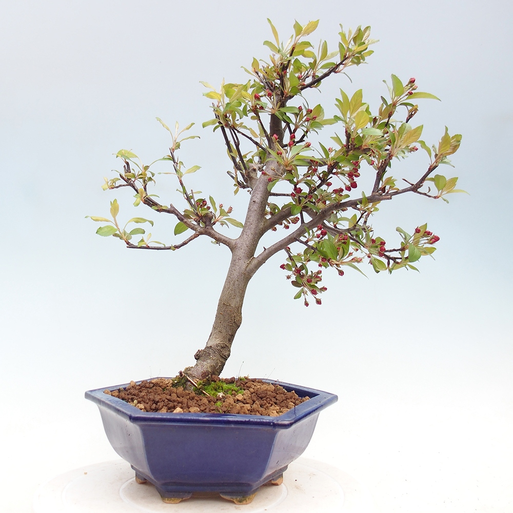 Outdoor bonsai -Malus domestica - Small-fruited red-leaved apple tree