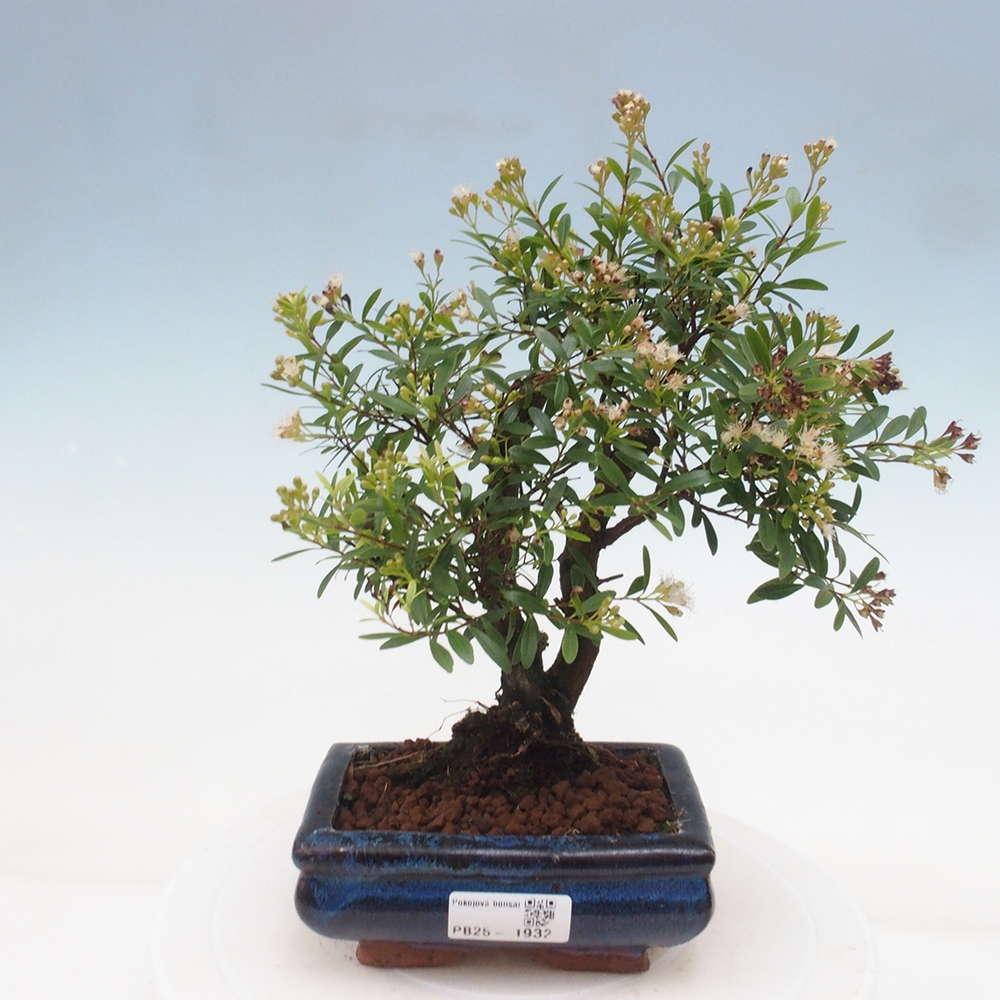 Room bonsai - Syzygium - Pimentovník
