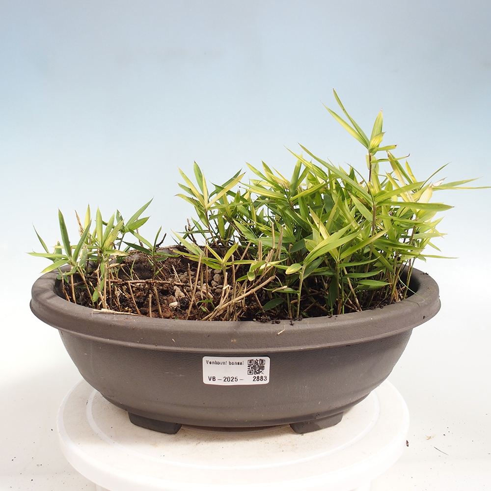 Outdoor bonsai - Pleioblastus argenteostriatus f.pumilus - Dwarf bamboo