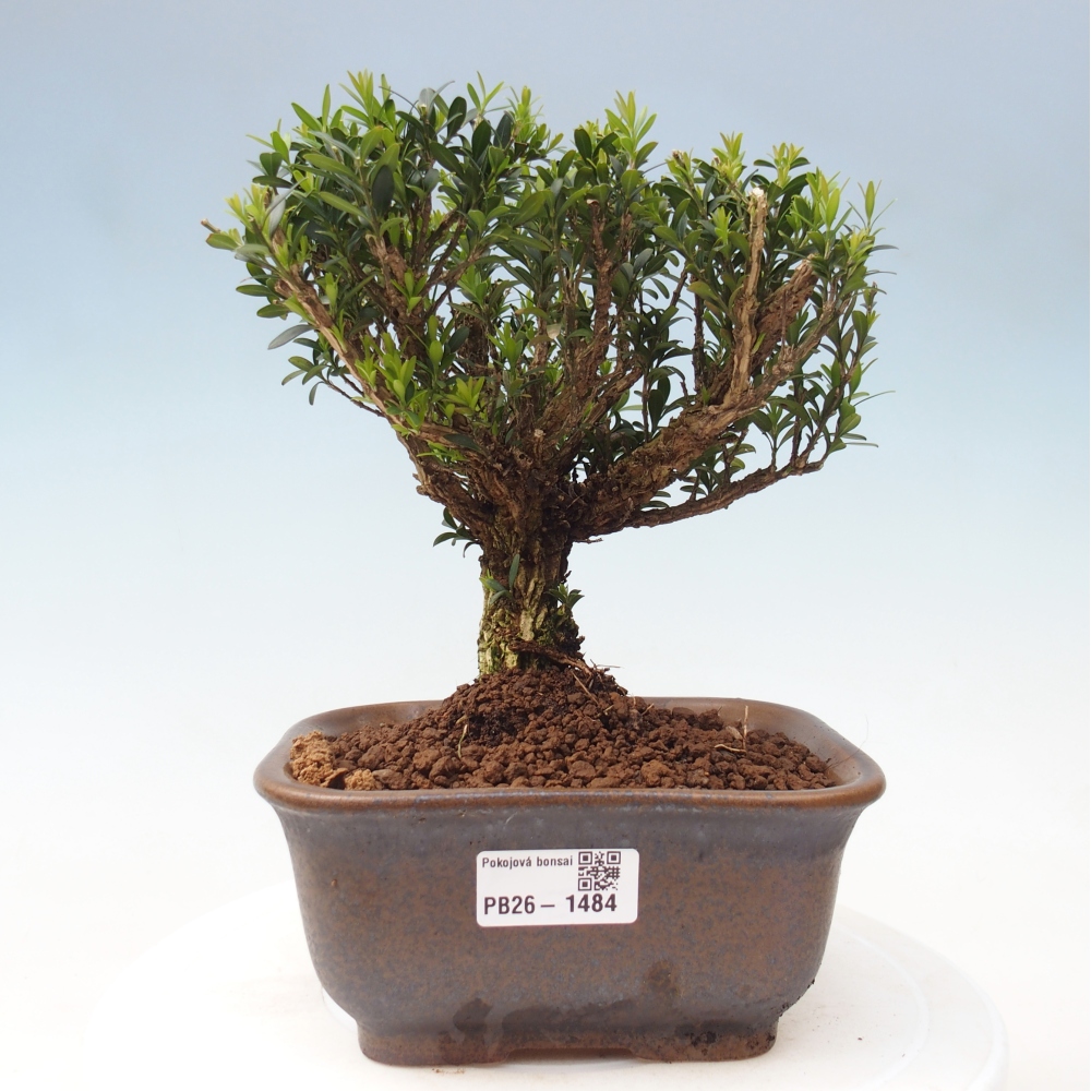 Room bonsai - Buxus harlandii - cork buxus