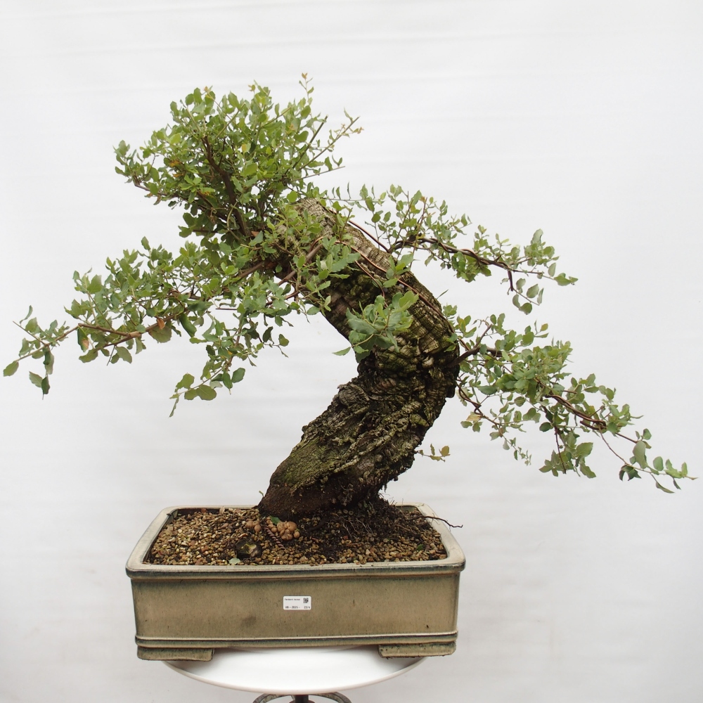 outdoor bonsai Quercus suber - Cork Oak