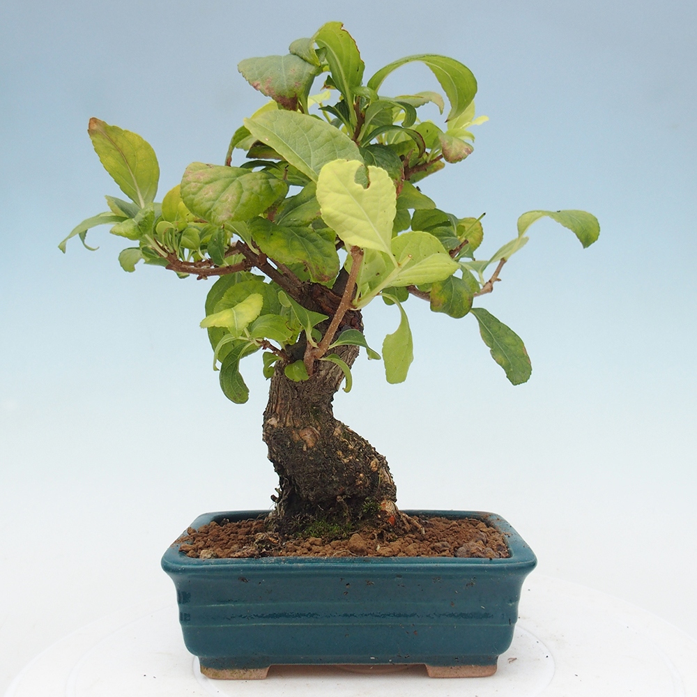 Outdoor bonsai - Celastrus Jesenec